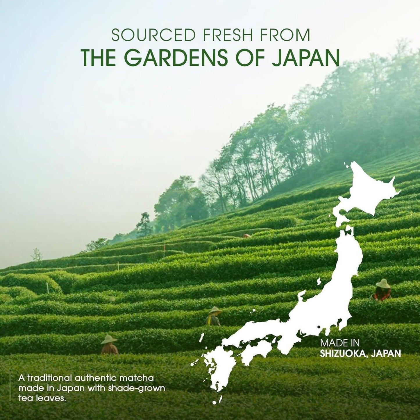 Teabox Pure Matcha Green Tea Powder | Swadesiicart