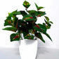 Chahat Decorative Artificial plant For Home