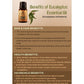 Ancient Living Tailaparna Tila (Eucalyptus Oil) Essential Oil