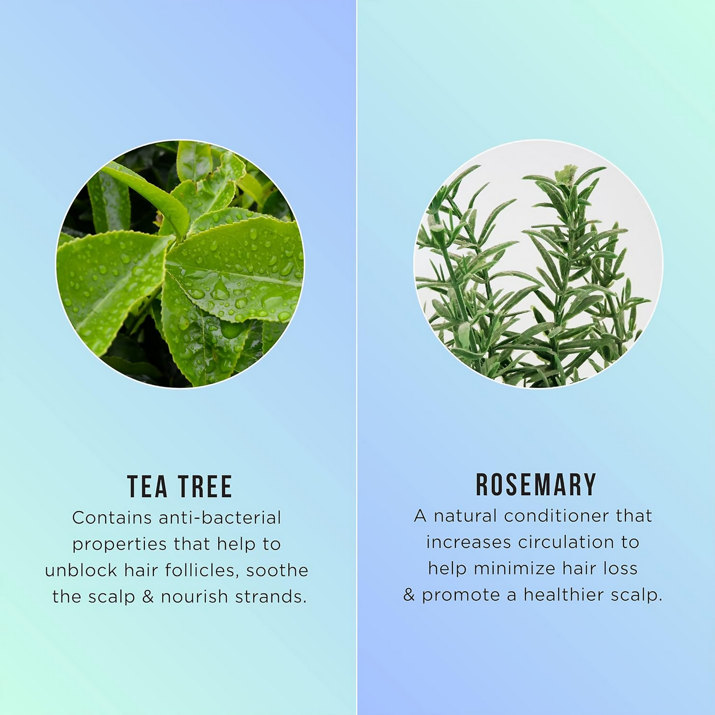 HASK Tea Tree Oil & Rosemary 5-In-1 Leave In Spray | Swadesiicart