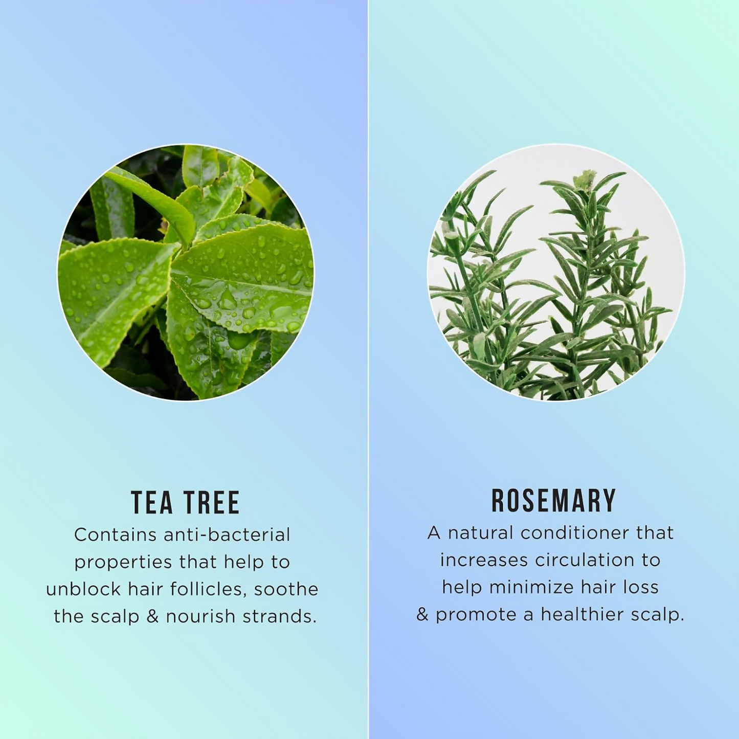 HASK Tea Tree Oil & Rosemary Invigorating Shampoo And Conditioner | Swadesiicart