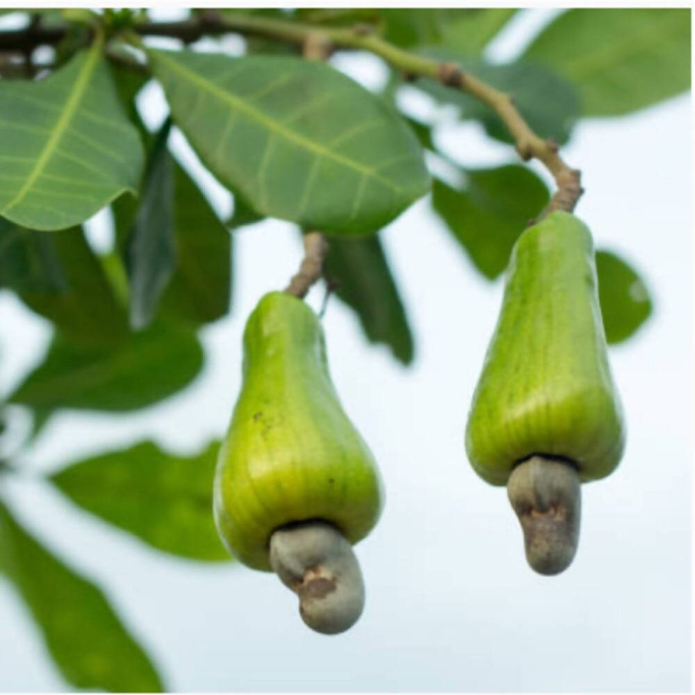 Freshon Organic Cashew - Swadesiicart