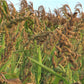 Freshon Barnyard Millet - Organically Grown - Swadesiicart