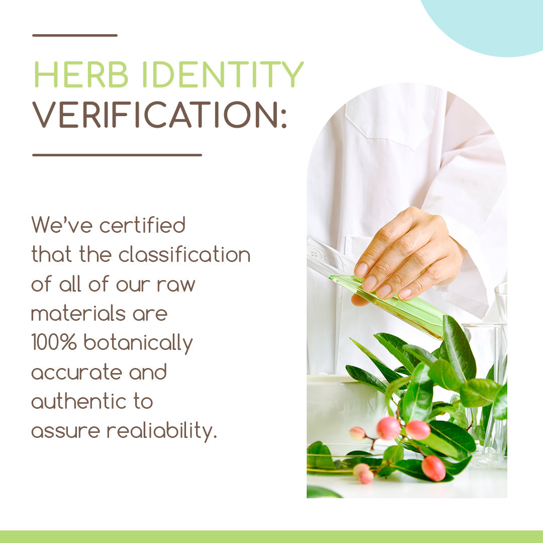 HerbEra | Mucuna Herbal Extract Tincture | Organic | Alcohol-FREE | 60ml | Made in USA