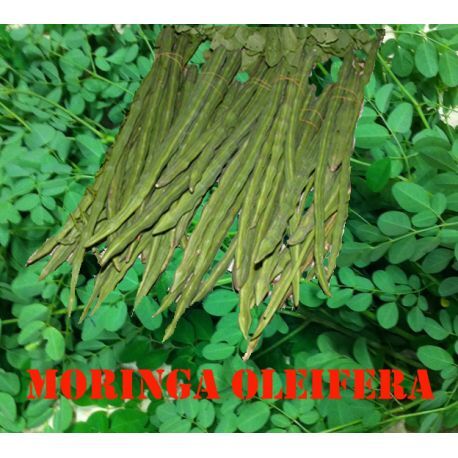 Harmony Veda | Moringa | 120 Capsules
