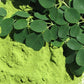 Harmony Veda | Moringa | 120 Capsules