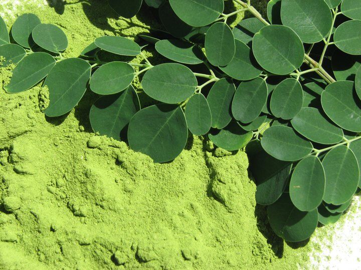 Harmony Veda | Moringa | 120 Capsules