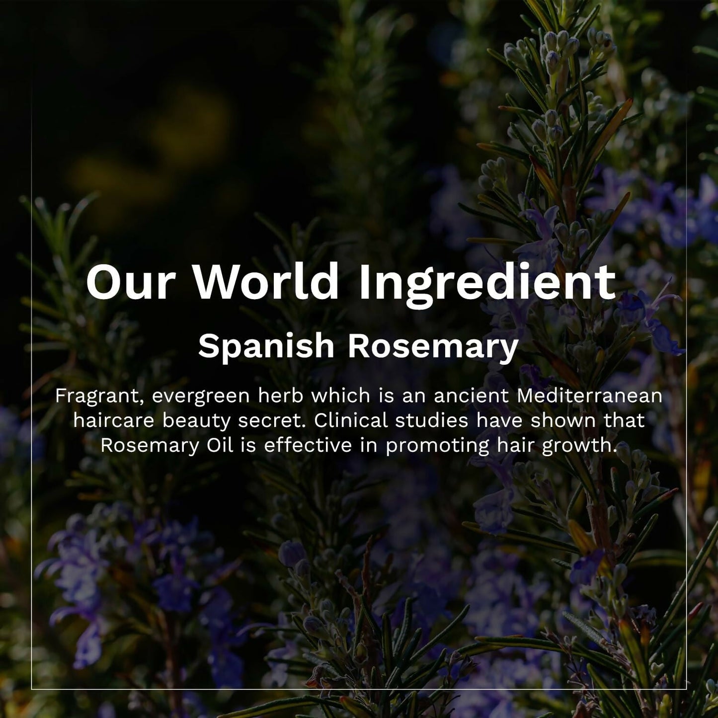 Pilgrim Spanish Rosemary & Biotin Hair Growth Oil To Control Hair Fall & Strengthens Hair - Swadesiicart