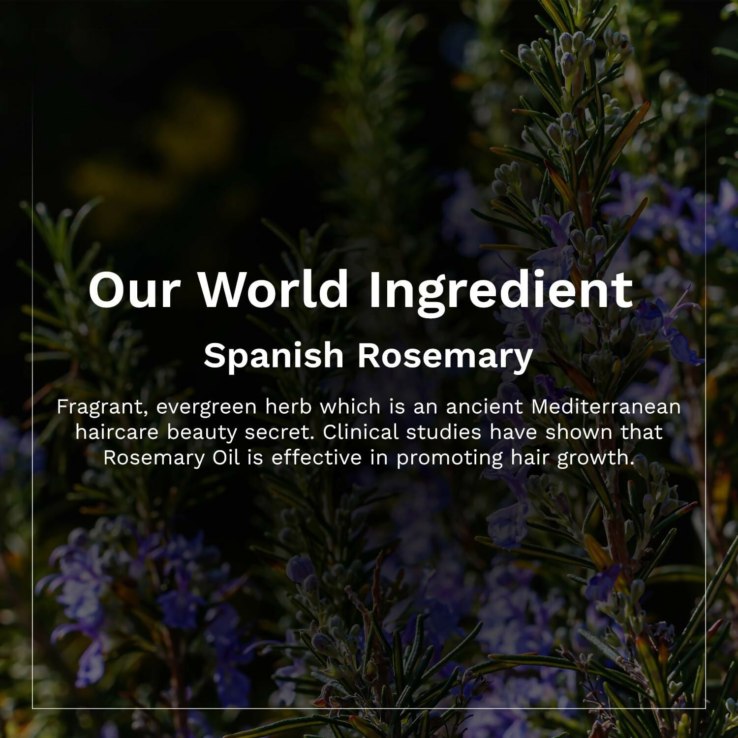 Pilgrim Spanish Rosemary & Biotin Hair Growth Oil To Control Hair Fall & Strengthens Hair - Swadesiicart