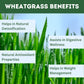 Herbal Hills Ayurveda Wheatgrass Tablets
