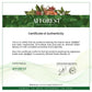 Afforest Green Coffee Whipped Clay Mask
