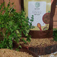 Asavi Stone Grounded Coriander Powder