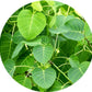 Valli Organics Peepal Leaf Powder | Swadesiicart