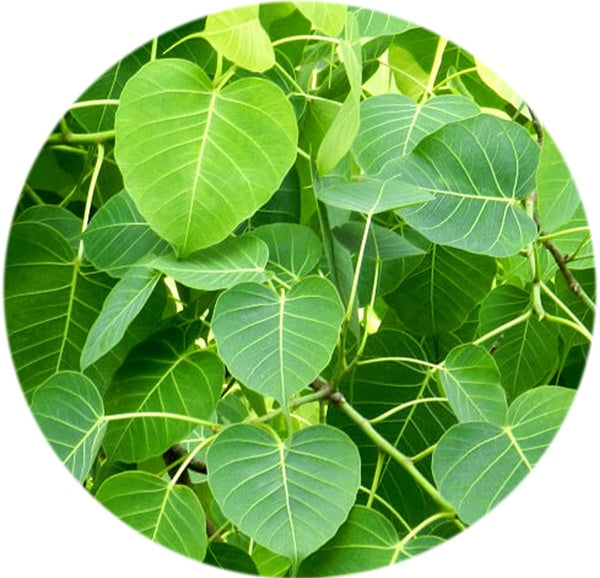 Valli Organics Peepal Leaf Powder | Swadesiicart