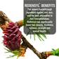LA Organo Red Onion Hair Oil | Swadesiicart