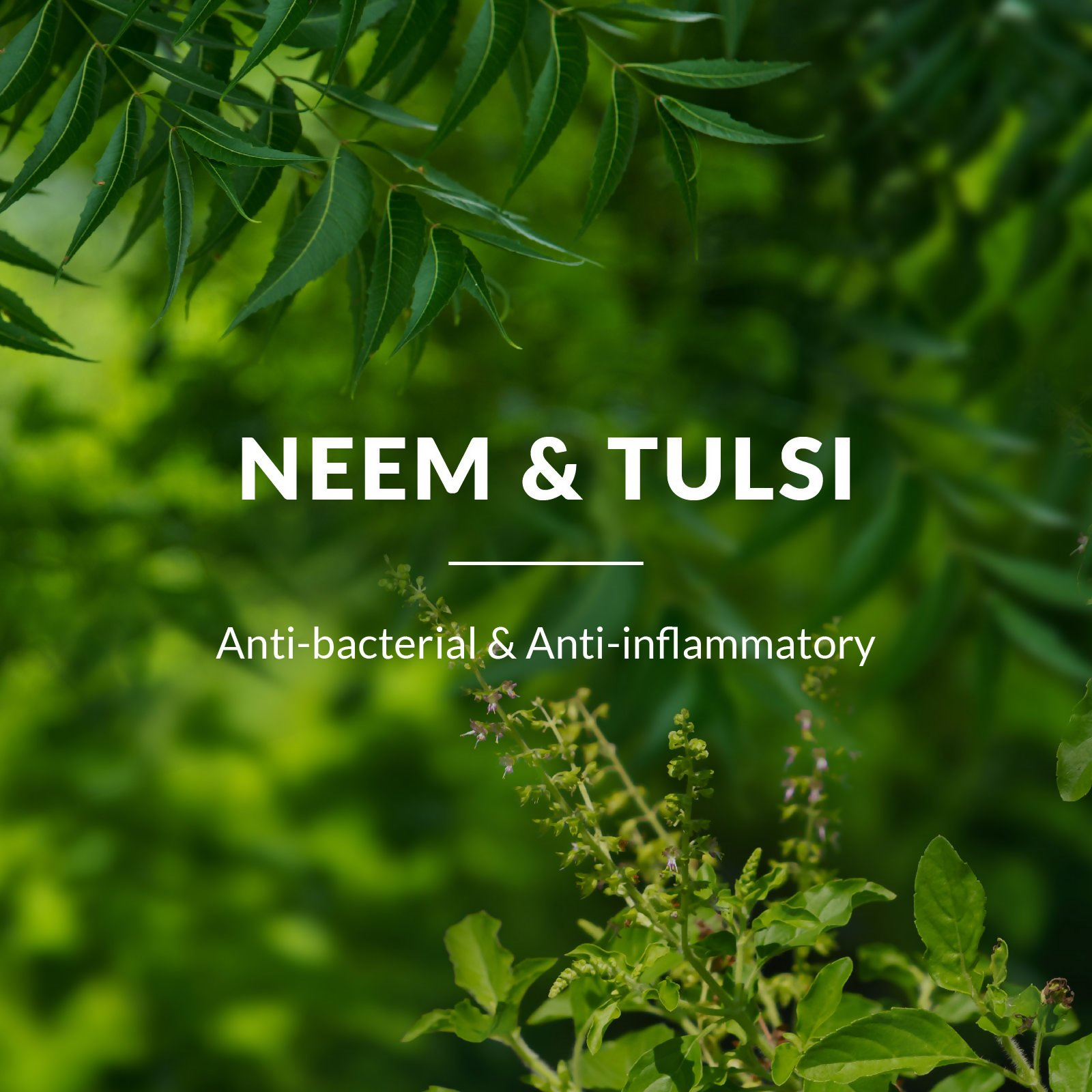 Lotus Botanicals Neem, Tulsi & Salicylic Acid Gentle Foaming Face Wash | Swadesiicart