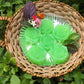Duh Exotica – Anti Fungal / Anti Bacterial Soap - Limited Time Offer - Swadesiicart