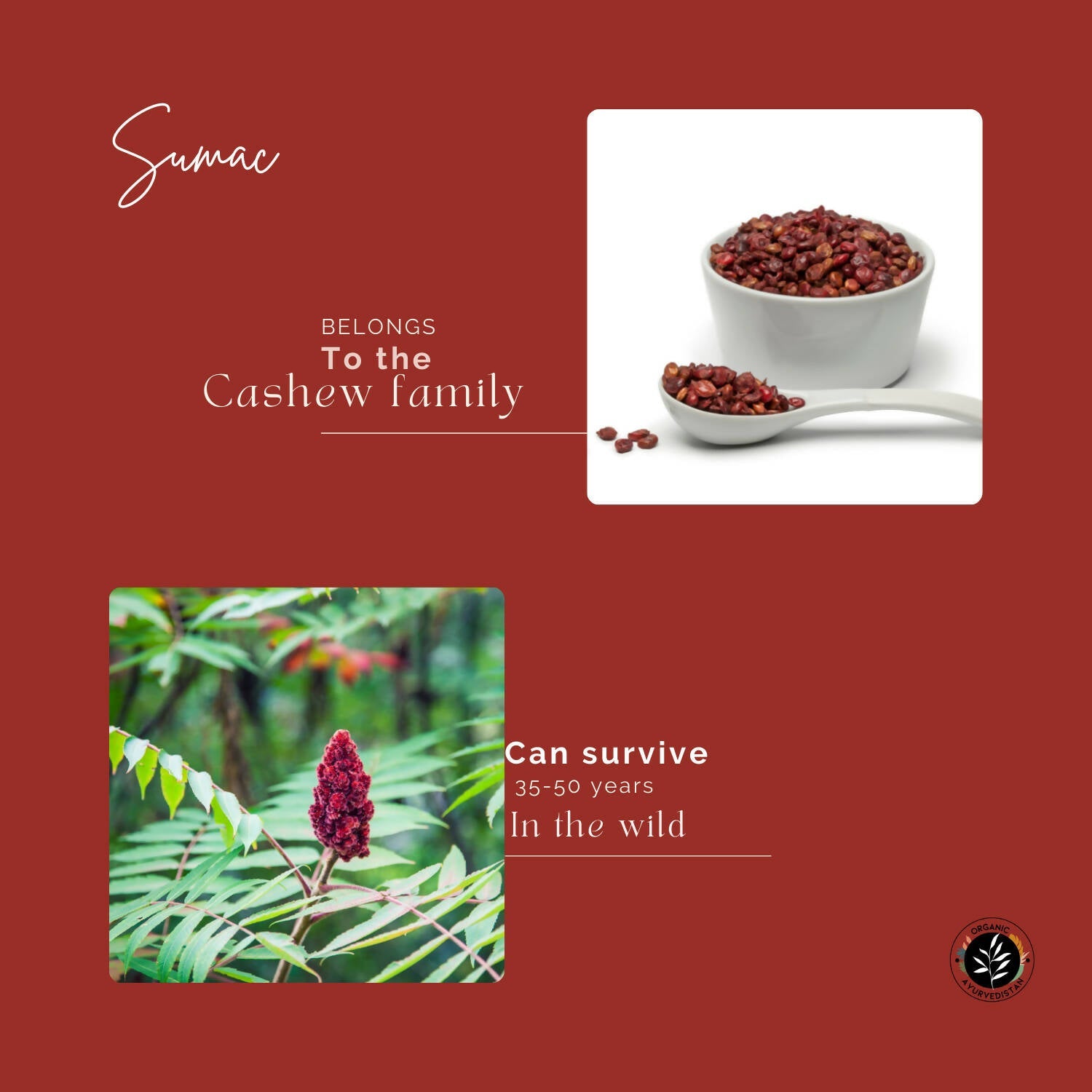 Organic Ayurvedistan Sumac Powder - Swadesiicart