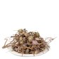 Yuvika Jufa - Zufa - Hyssopus Officinalis Linn - Hyssop - Issopo - Holy Herb | Swadesiicart