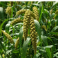 Freshon Foxtail Millet Whole Grain Flour - Swadesiicart