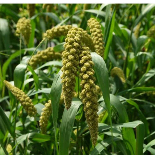 Freshon Foxtail Millet Whole Grain Flour - Swadesiicart