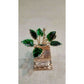 Silver and Gold Coated Decorative Tulsi Item with Green Leaf -Small Size / Tulsi Kota - Small Size - Swadesiicart