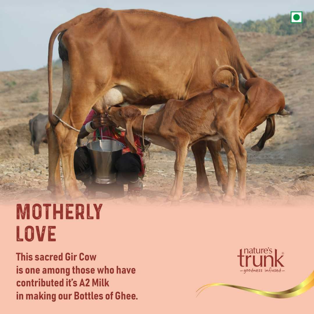 Nature's Trunk A2 Gir Cow Ghee - A2 Desi Gir Cow Ghee, Desi Ghee, Pure A2 Cow Ghee, free-grazing Grass-fed A2 Desi Ghee - Swadesiicart