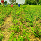 Carmel Organics Tulsi Leaves Powder | Swadesiicart