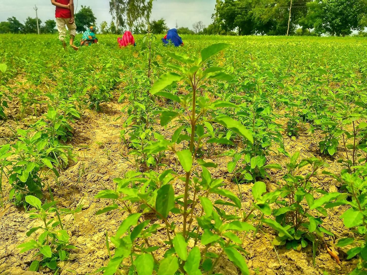 Carmel Organics Tulsi Leaves Powder | Swadesiicart