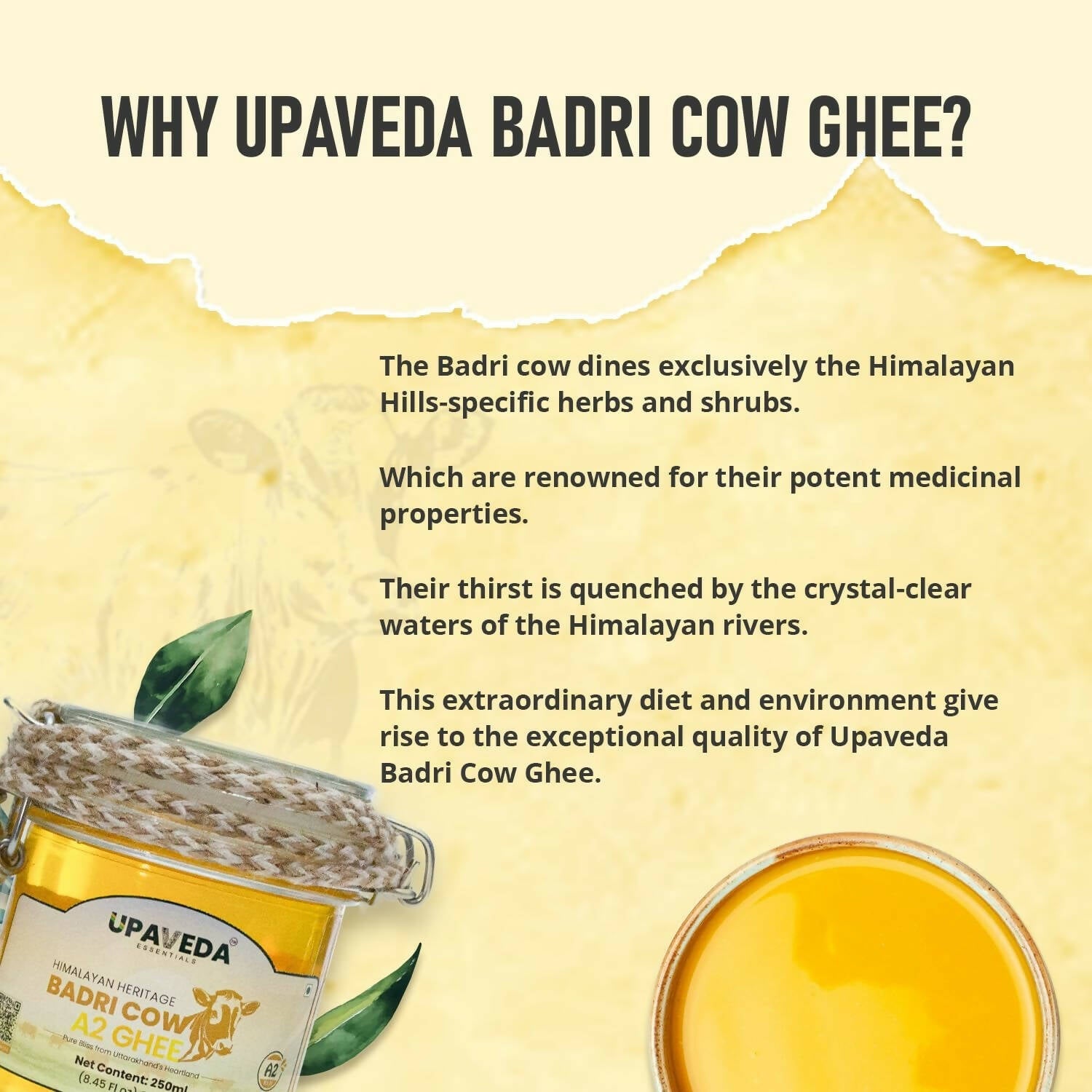 Upaveda Desi Badri Cow Pure A2 Ghee | Pure A2 Gir Cow Bilona Ghee | 100% Gir Cow Ghee | Traditional Cow Ghee | Swadesiicart