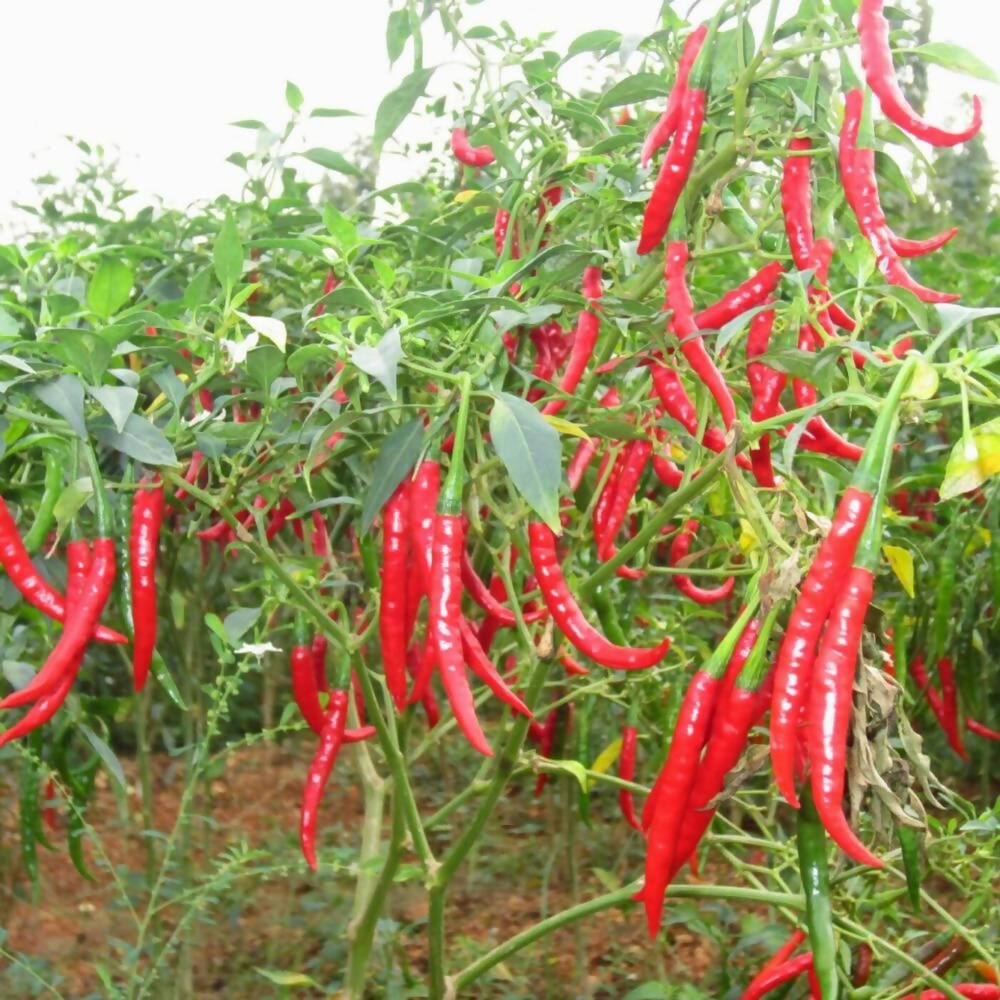 Byadige Chilli Powder