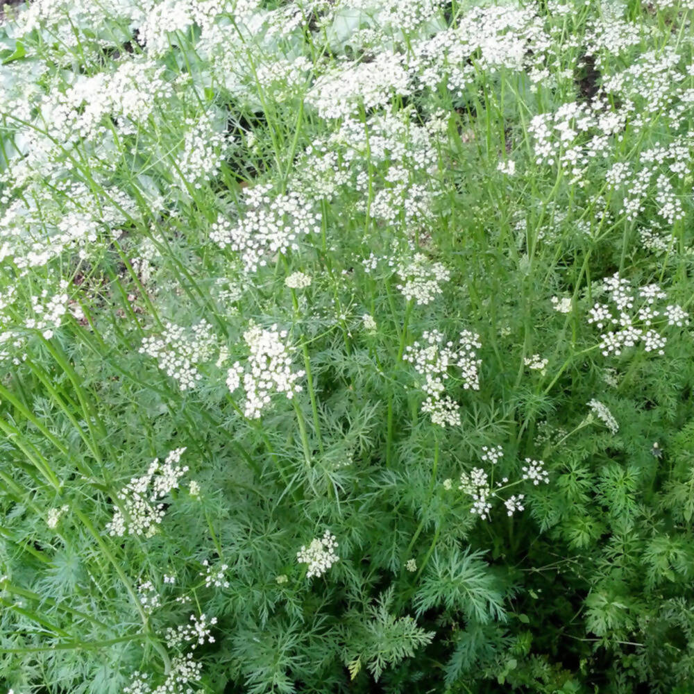 Freshon Jeere / Cumin Natural - Swadesiicart