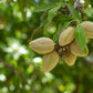 Freshon Organic Almonds - Swadesiicart