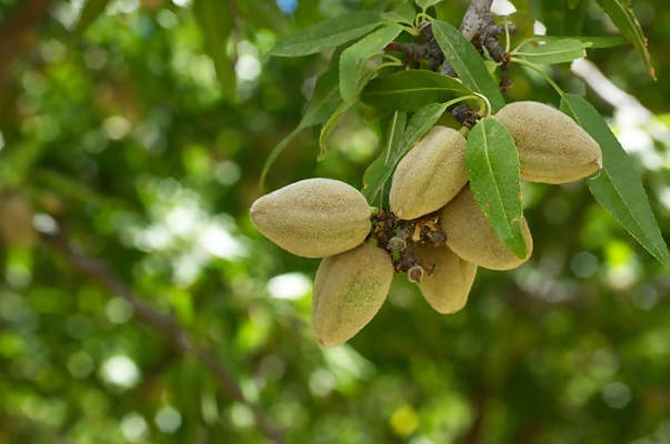Freshon Organic Almonds - Swadesiicart