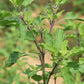 Carmel Organics Tulsi Leaves Powder | Swadesiicart
