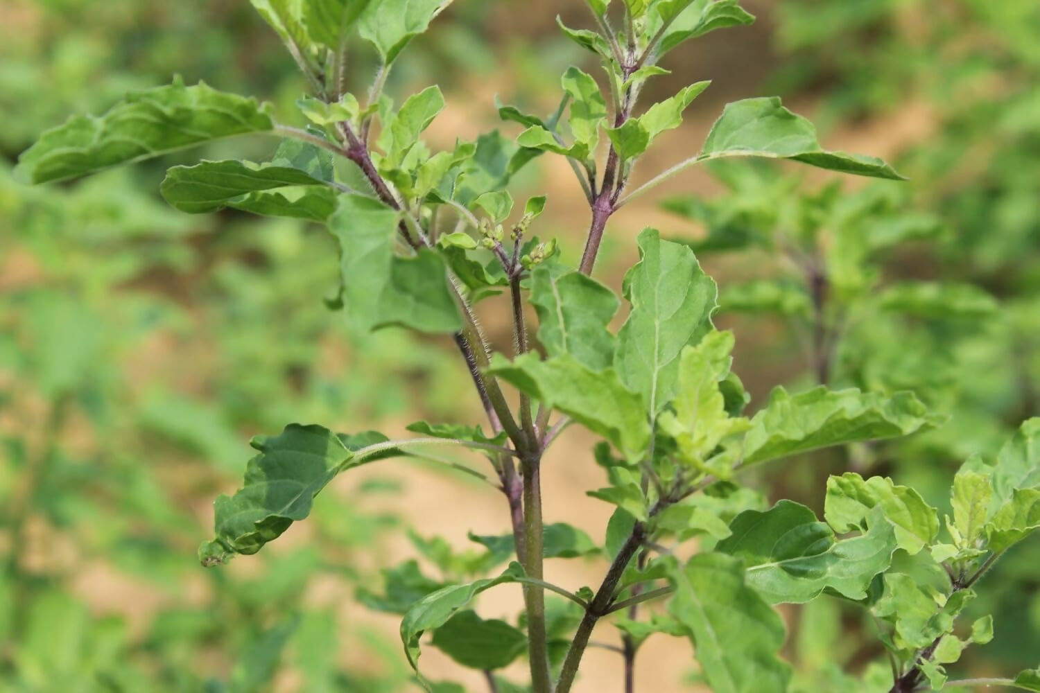 Carmel Organics Tulsi Leaves Powder | Swadesiicart