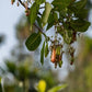 Freshon Organic Cashew - Swadesiicart