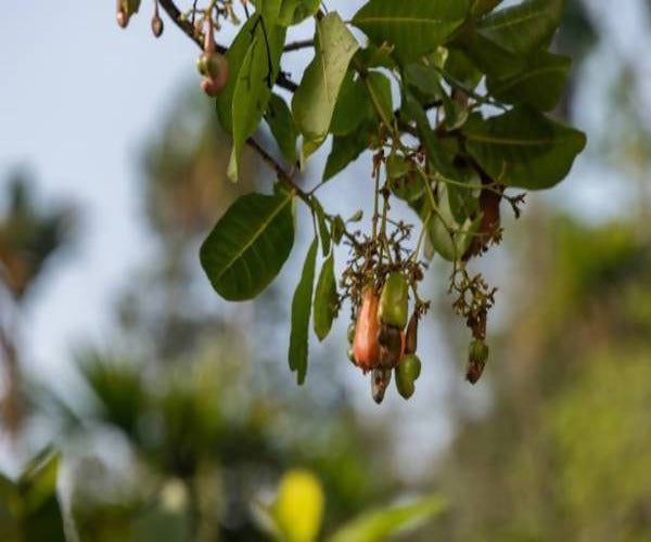 Freshon Organic Cashew - Swadesiicart