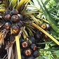 Ammi Samayal Palm Sugar Crystals Panangkarkandu