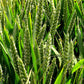 Jave Wheat Flour - Atta
