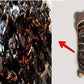Amaltaas Pulp - Cassia Fistula Pulp