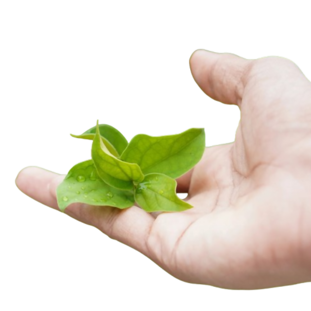 Nxrgen Ayurveda Gurmar Powder | Swadesiicart