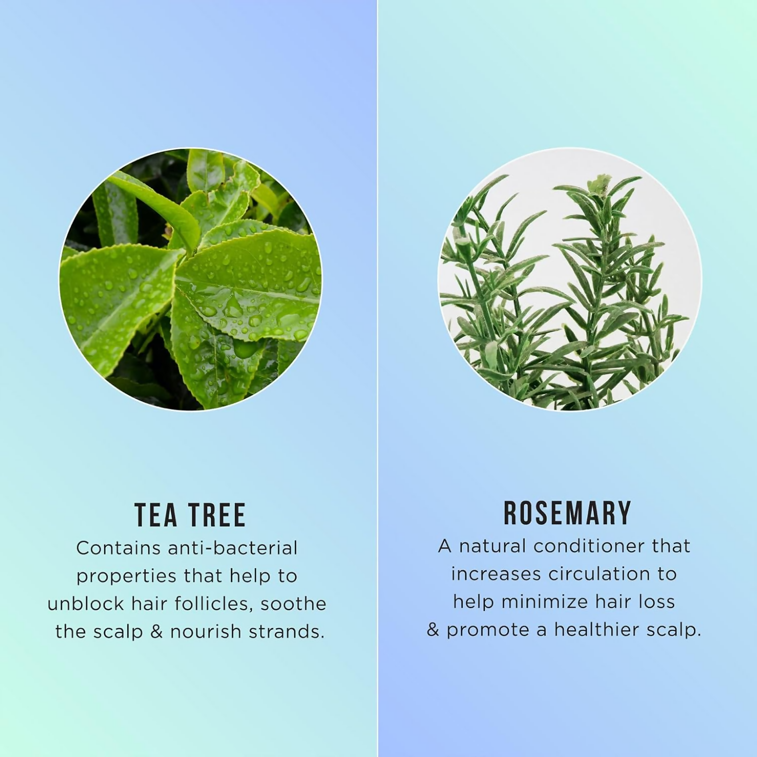 HASK Tea Tree Oil & Rosemary Invigorating Conditioner | Swadesiicart