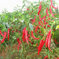 Freshon Red Chilly Byadagi (Naturally Grown)
