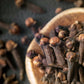 Sattva Sugandha Clove - Swadesiicart