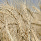 Best_Certified_Organic_Wheat_Flo