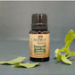 Ancient Living Tulasi Taila (Basil Oil) Essential Oil