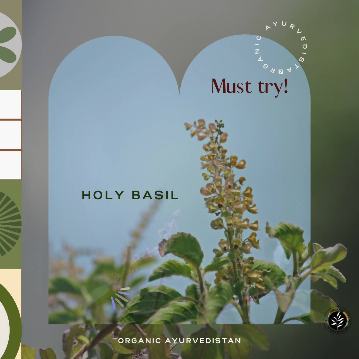 Organic Ayurvedistan Tulsi Powder - Swadesiicart