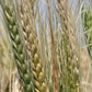 Khapli_Organic_Wheat_1024x1024@2