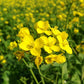 FreshOn Mustard Seeds Small (Natural) - Swadesiicart